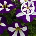 Afbeelding van Petunia P12 Lucky Lilac